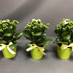 Kalanchoe in pot
