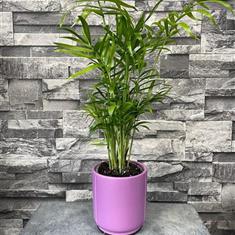 A Miniature palm in pot