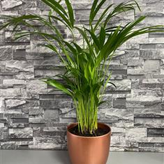 Palm in pot