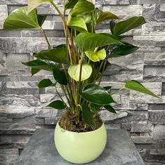 Anthurium Plant Pot