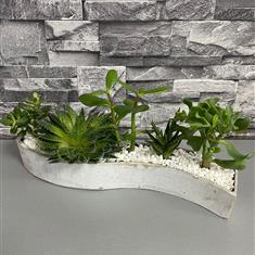 Mixed succulent planter
