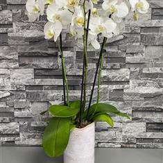 Luxury Orchid Planter 