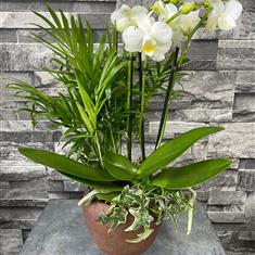 Mixed Orchid Planter