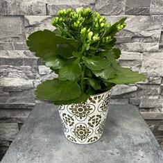 Kalanchoe plant