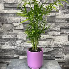 Miniature palm in pot