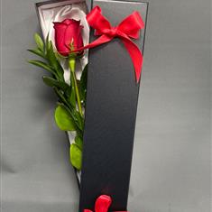 Single Red Rose 