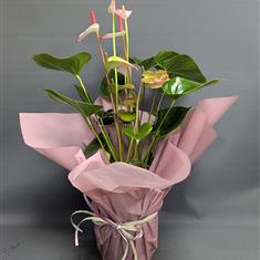 SPECIAL OFFER Anthurium Plant