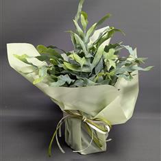 SPECIAL OFFER Blue Fern
